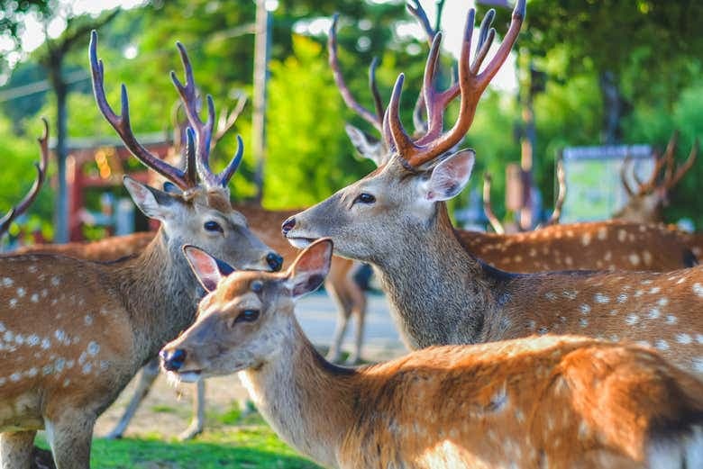 Kansai-Hiroshima JR Area Pass