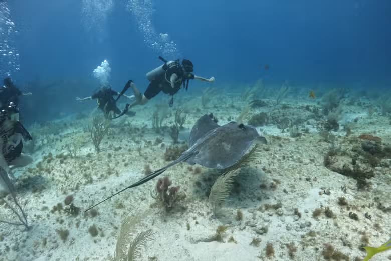Buceo en el MUSA - photo 4