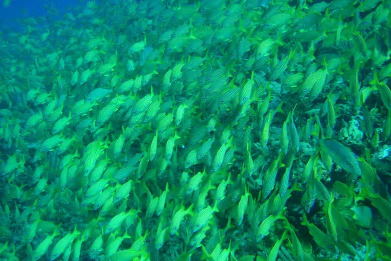 Paseo en barco con fondo de cristal - photo 5
