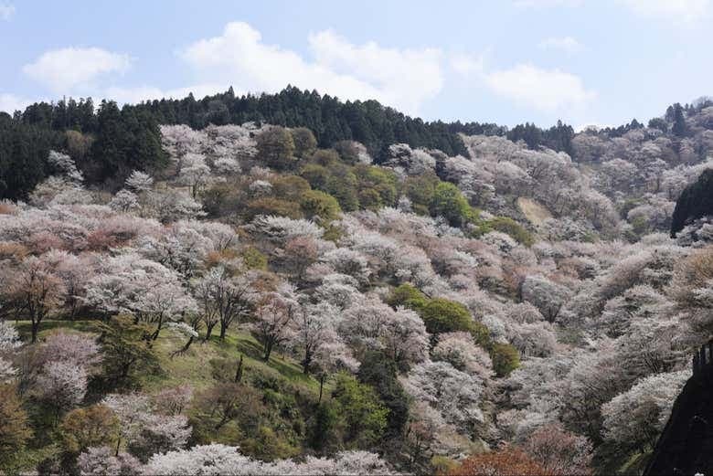 Kintetsu Rail Pass - photo 6