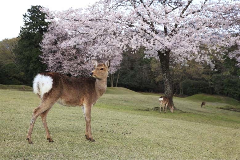 Kintetsu Rail Pass - photo 8