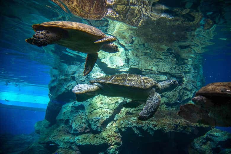 LEGOLANDĀ® Japan Ticket - photo 9