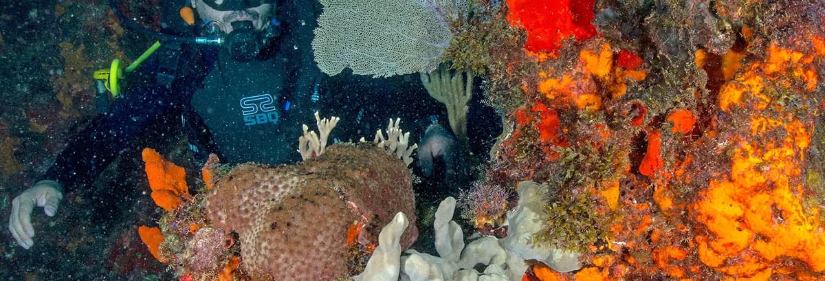 Buceo nocturno en CancĂșn