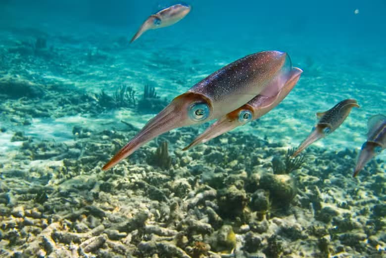 Excursión a la bahía de Akumal + Cenote Jaguar - photo 7