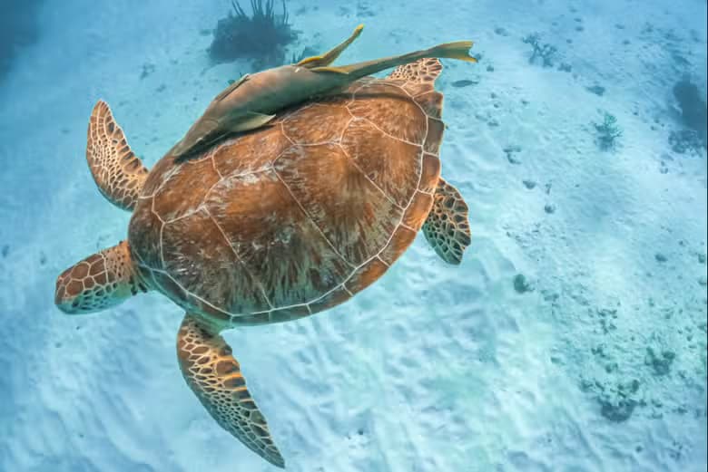 Excursión a la bahía de Akumal + Cenote Jaguar - photo 9