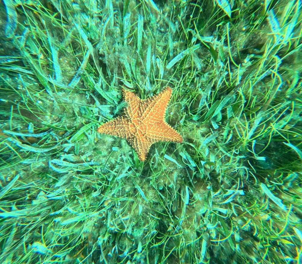 Snorkel en Cancún - photo 9