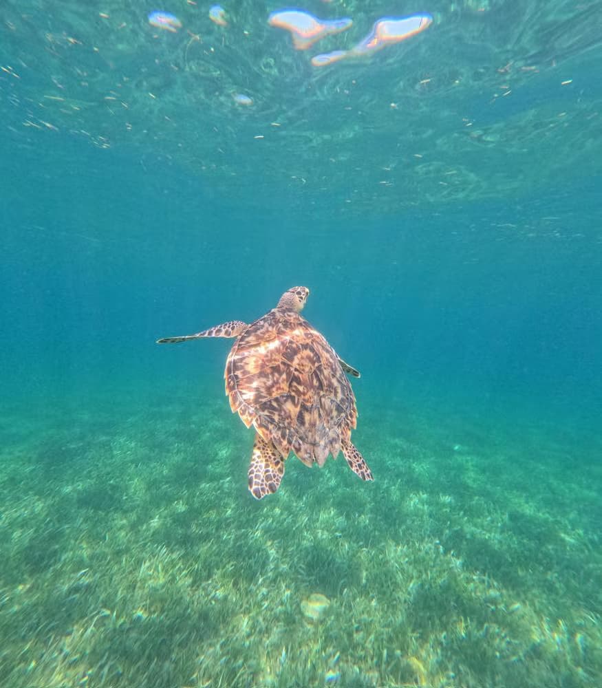 Snorkel en Cancún - photo 10